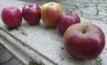 Nutrition - 6 bonnes raisons pour croquer la pomme !