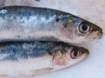 Nutrition - les 10 atouts de la sardine